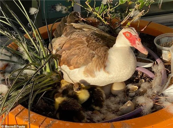 美国一自动驾驶车当街压死社区“明星鸭” 市民集体抗议：禁止无人车测试