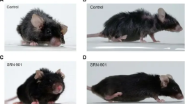 中美科学家联手验证新型抗衰老药物，哺乳动物剩余寿命延长33%