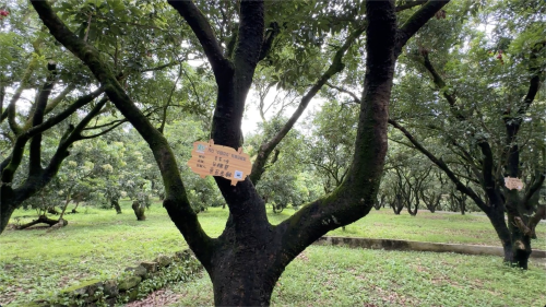 京东将广东荔枝销往西藏7