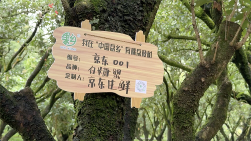 京东将广东荔枝销往西藏8